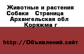Животные и растения Собаки - Страница 16 . Архангельская обл.,Коряжма г.